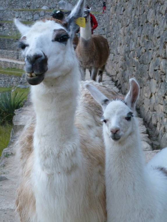Cruzando com lhamas nas ruínas de Machu Picchu, no Peru